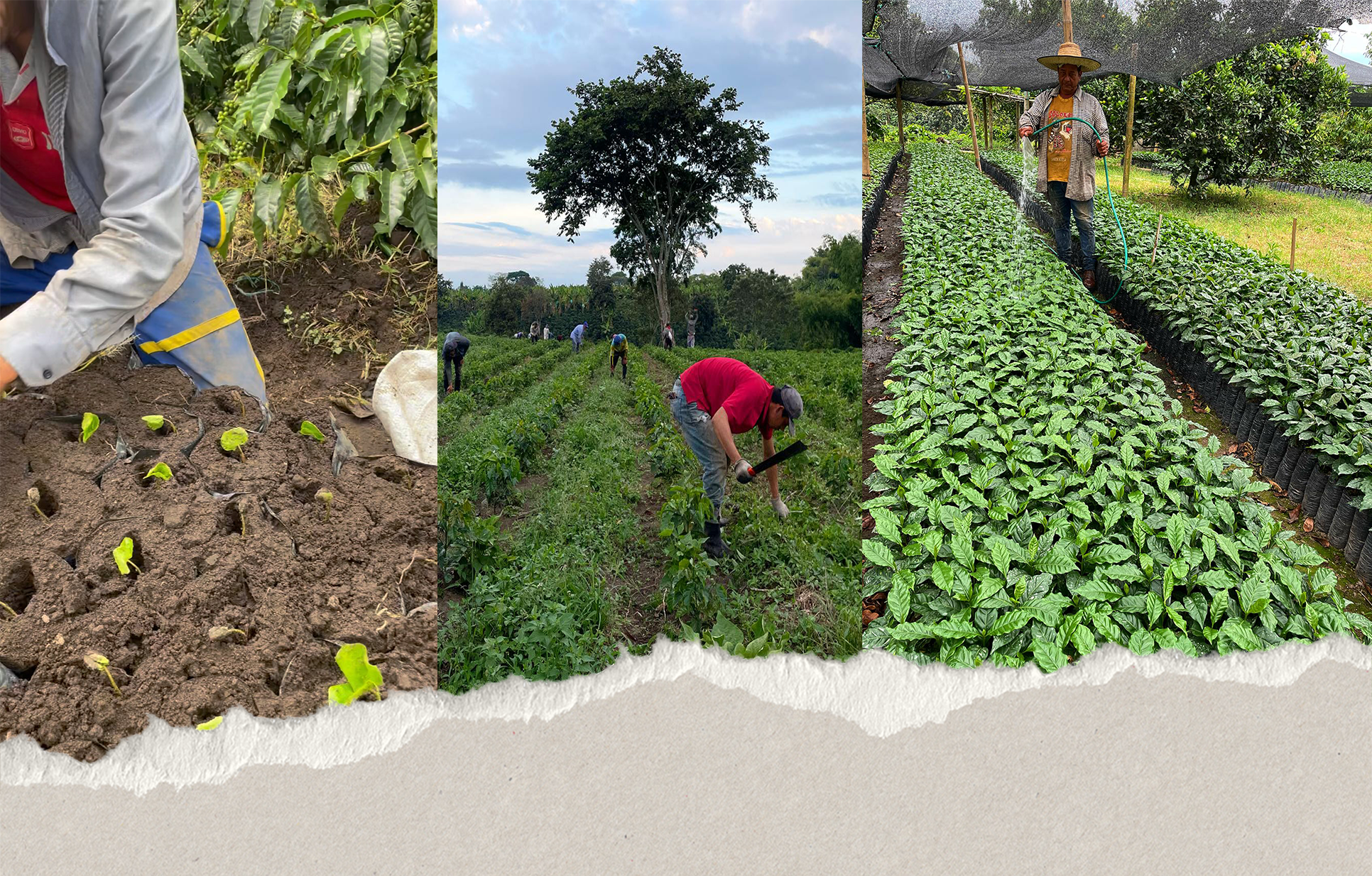 Cultivation and plant growth