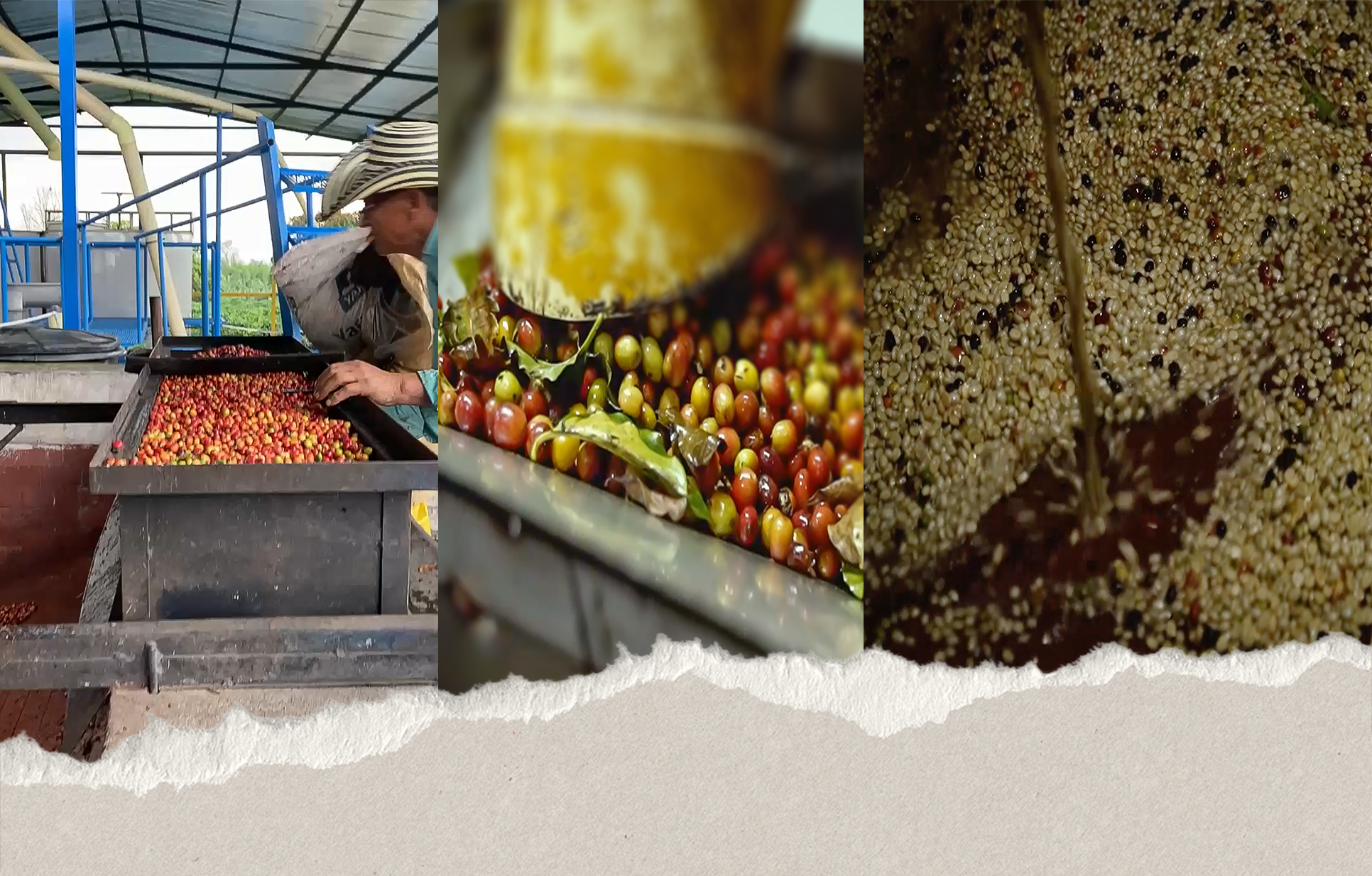 Depulping, fermentation, and washing