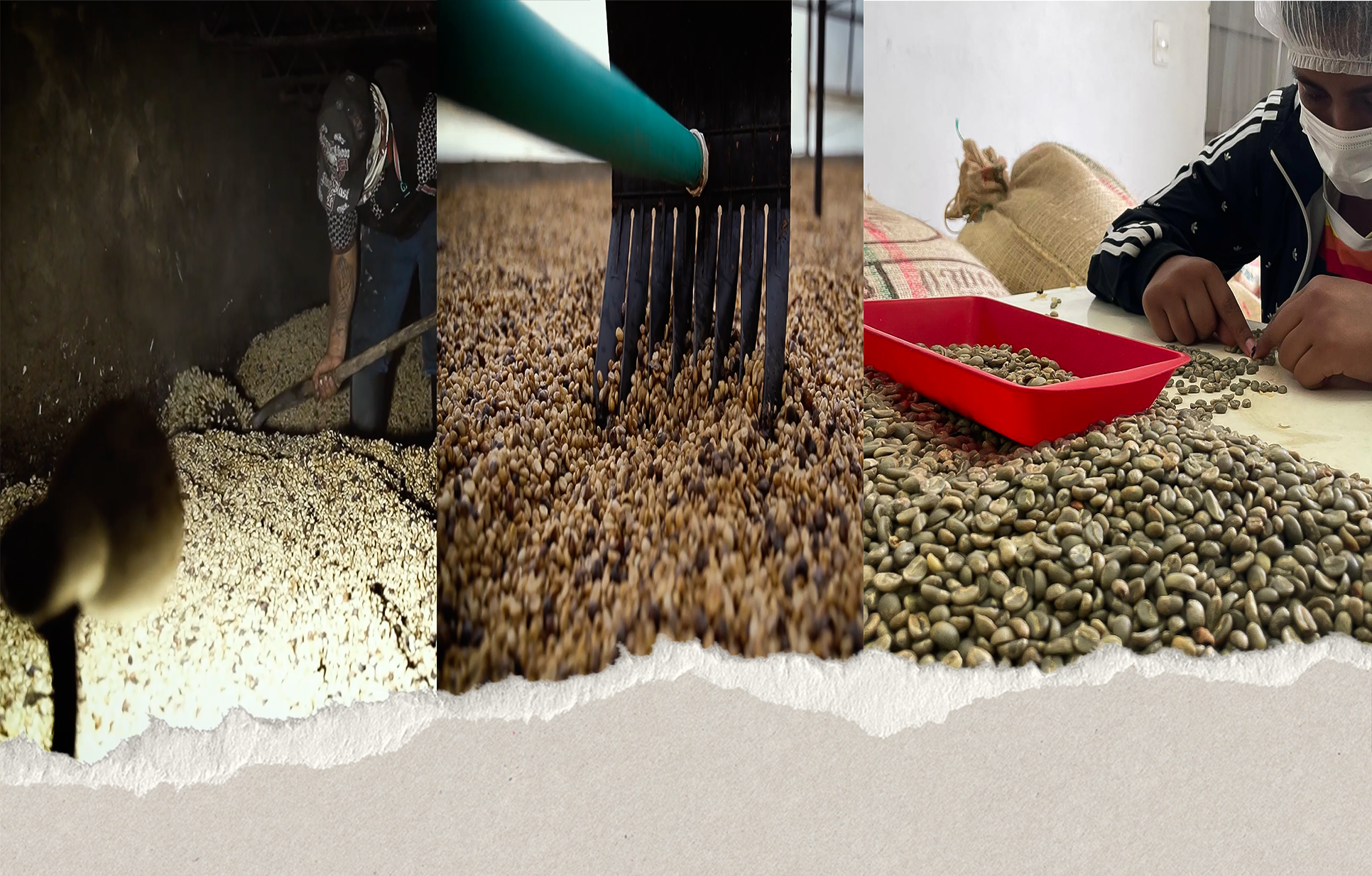 Drying, hulling, and green coffee selection